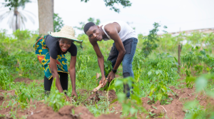 Atebubu: GYIC defends smallholder farmers against unfair seizure of lands